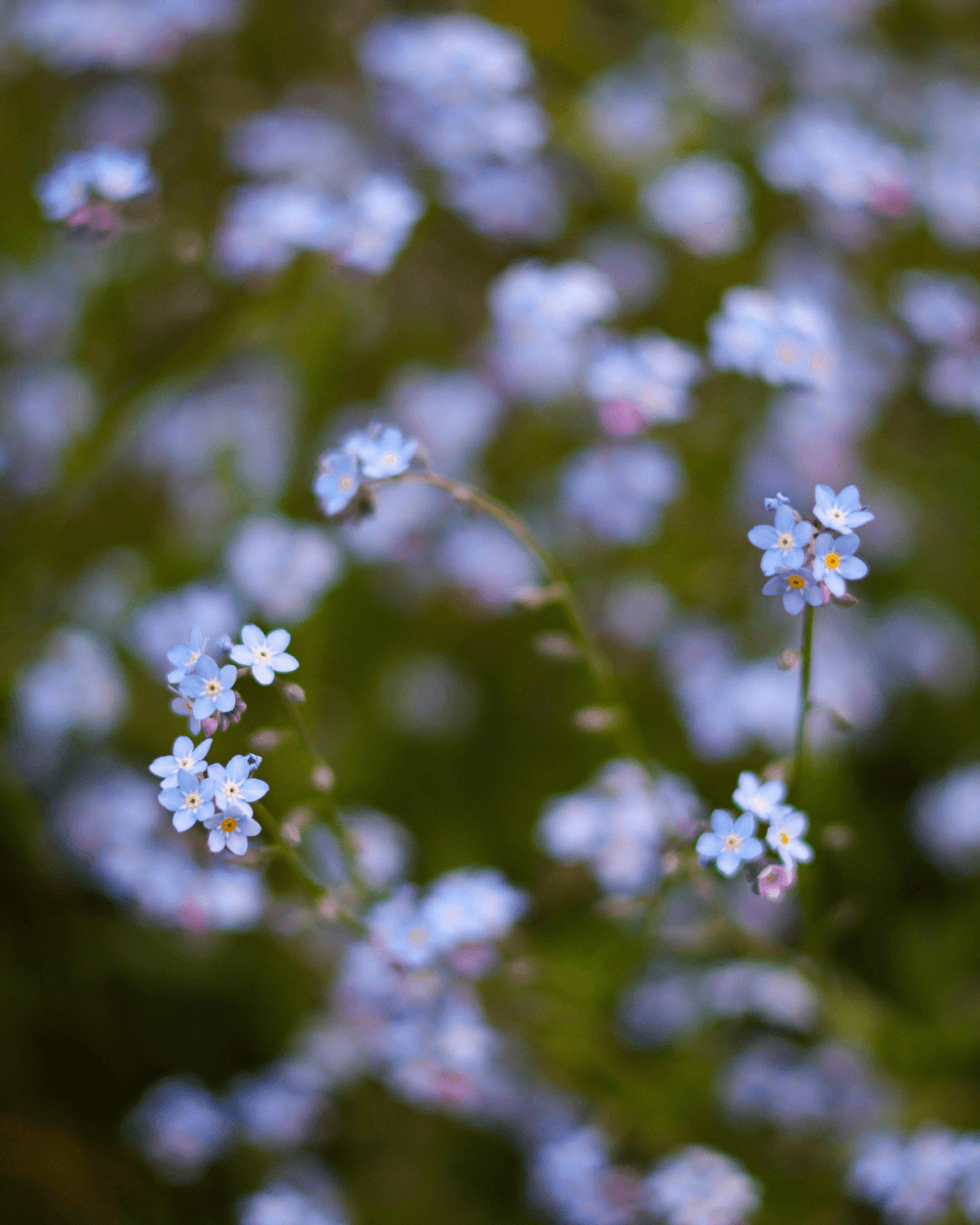 Luhtalemmikki (Myosotis scorpioides)
