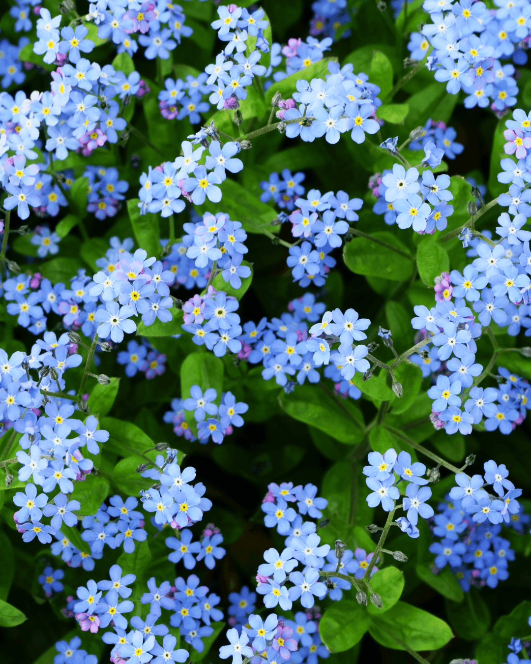 Luhtalemmikki (Myosotis scorpioides) - Image 2