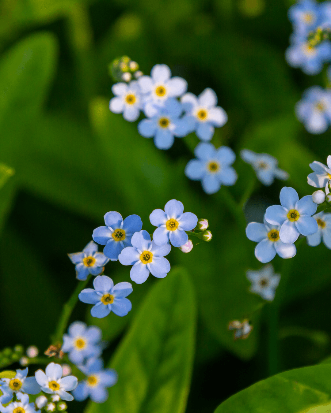 Luhtalemmikki (Myosotis scorpioides) - Image 3
