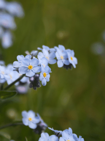 Puistolemmikki (Myosotis sylvatica)