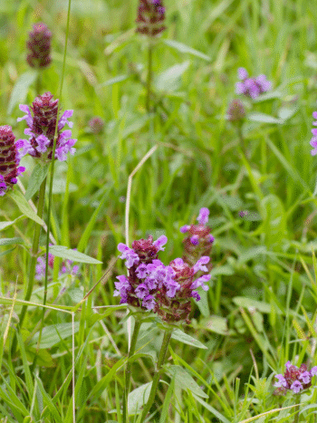 Niittyhumala (Prunella vulgaris)