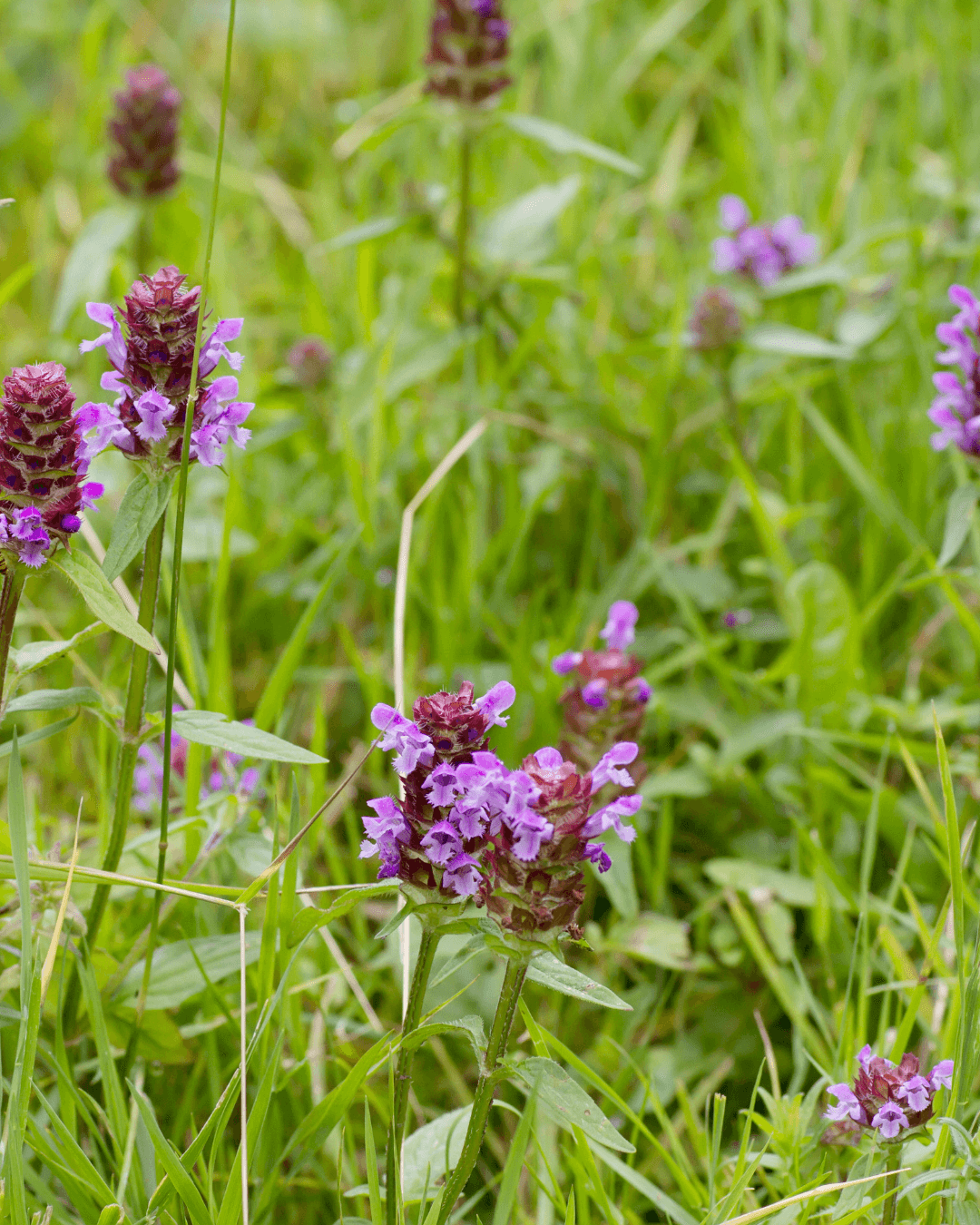 Niittyhumala (Prunella vulgaris)