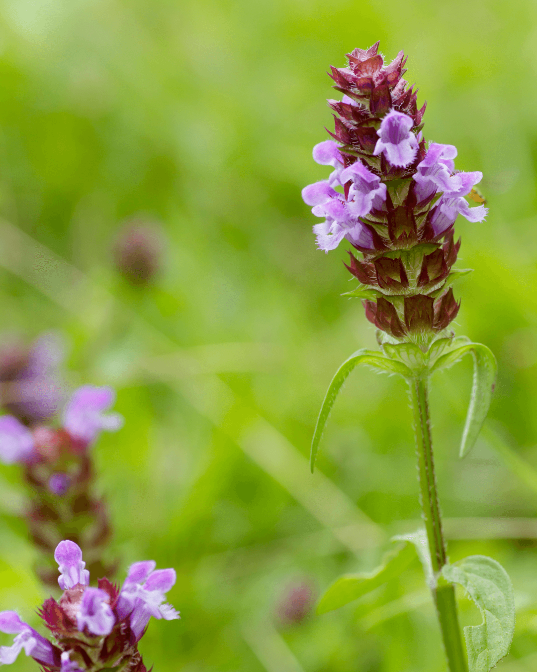Niittyhumala (Prunella vulgaris) - Image 2
