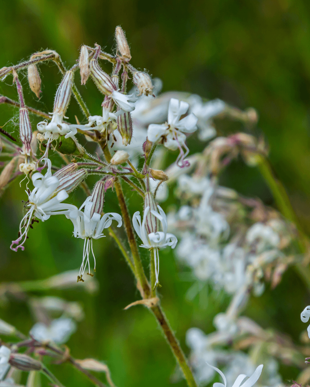 Nuokkukohokki (Silene nutans) - Image 2