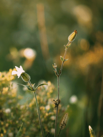 Nuokkukohokki (Silene nutans)