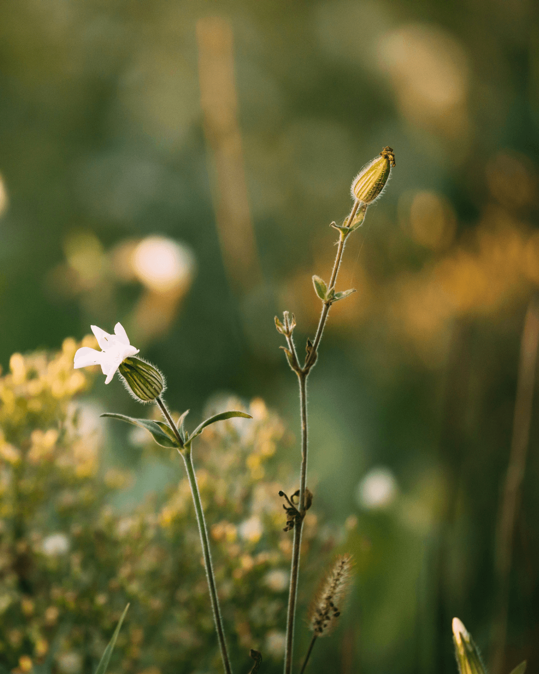 Nuokkukohokki (Silene nutans)