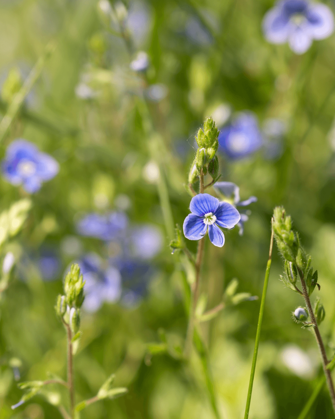 Nurmitädyke (Veronica chamaedrys) - Image 2