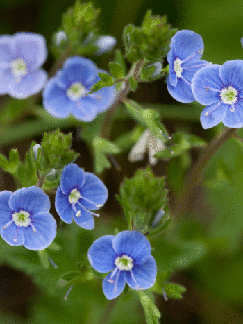 Nurmitädyke (Veronica chamaedrys)