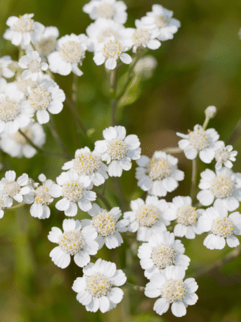 Ojakärsämö (Achillea ptarmica)