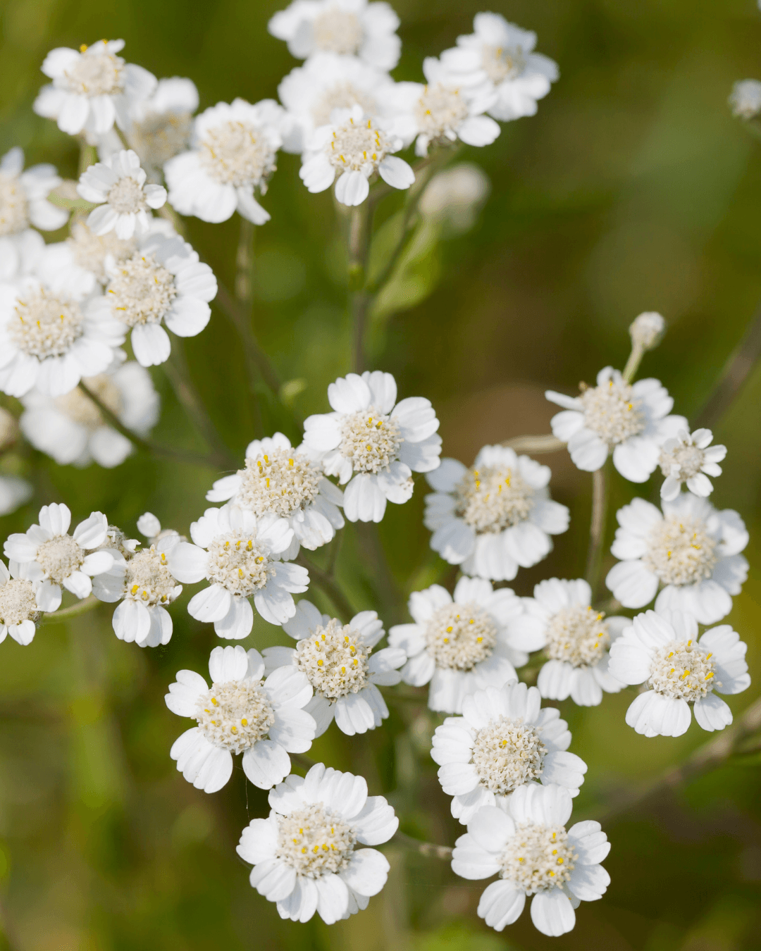 Ojakärsämö (Achillea ptarmica)