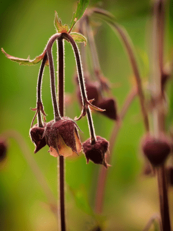 Ojakellukka (Geum rivale)