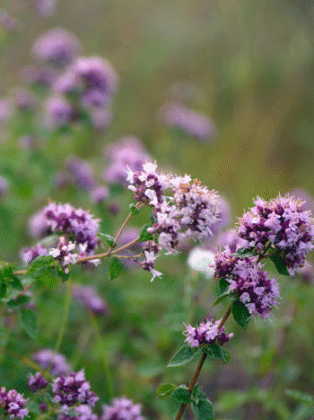 Mäkimeirami (Origanum vulgare)
