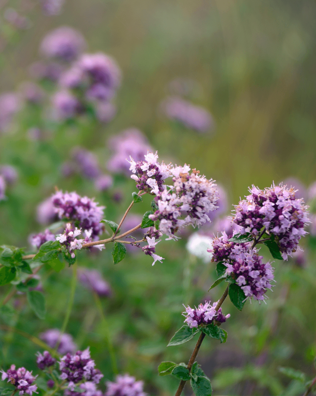 Mäkimeirami (Origanum vulgare)