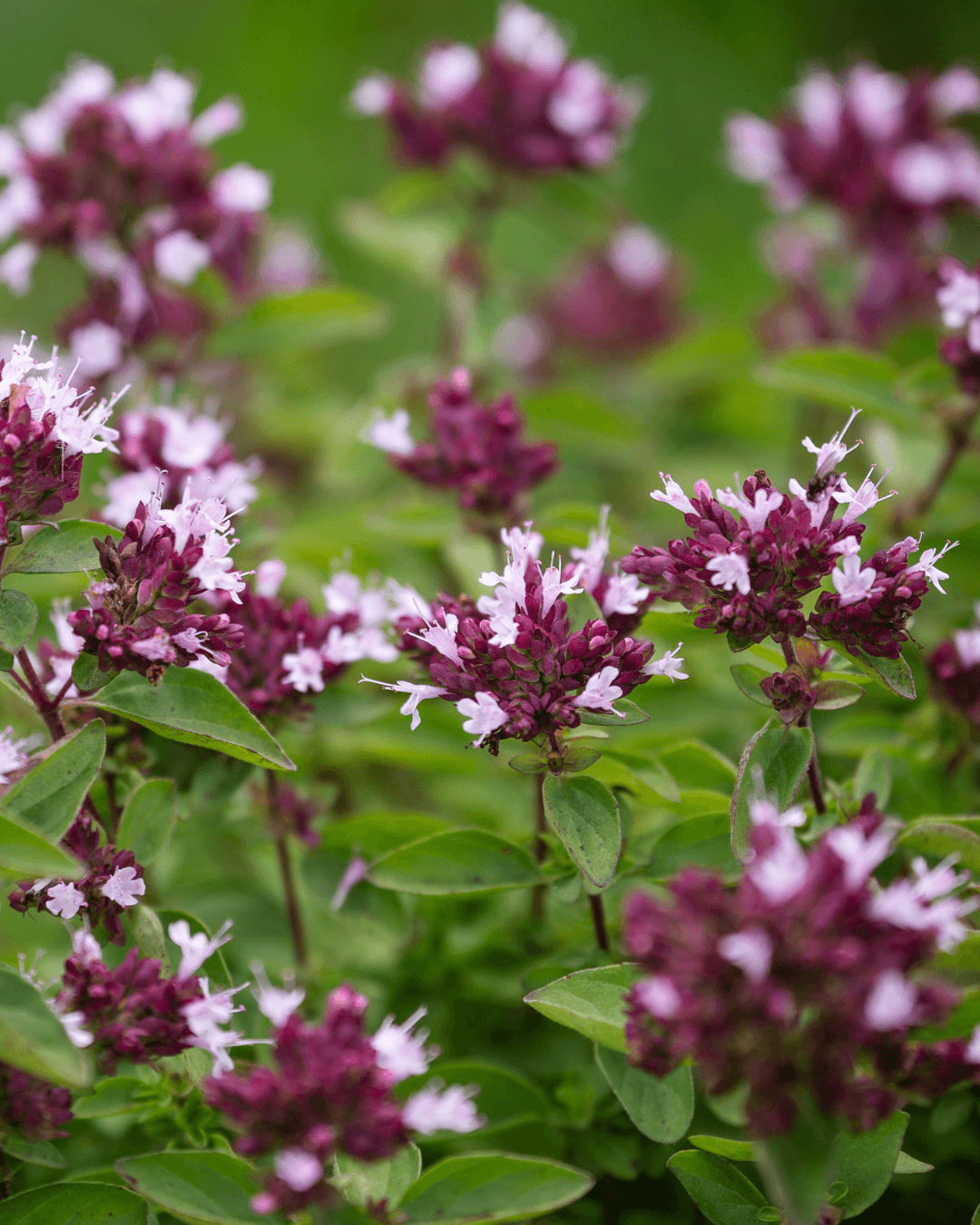 Mäkimeirami (Origanum vulgare) - Image 2