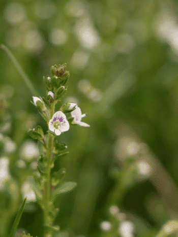 Orvontädyke (Veronica serpyllifolia)