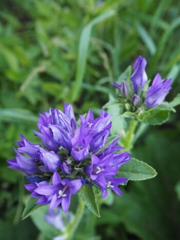 Peurankello (Campanula glomerata)