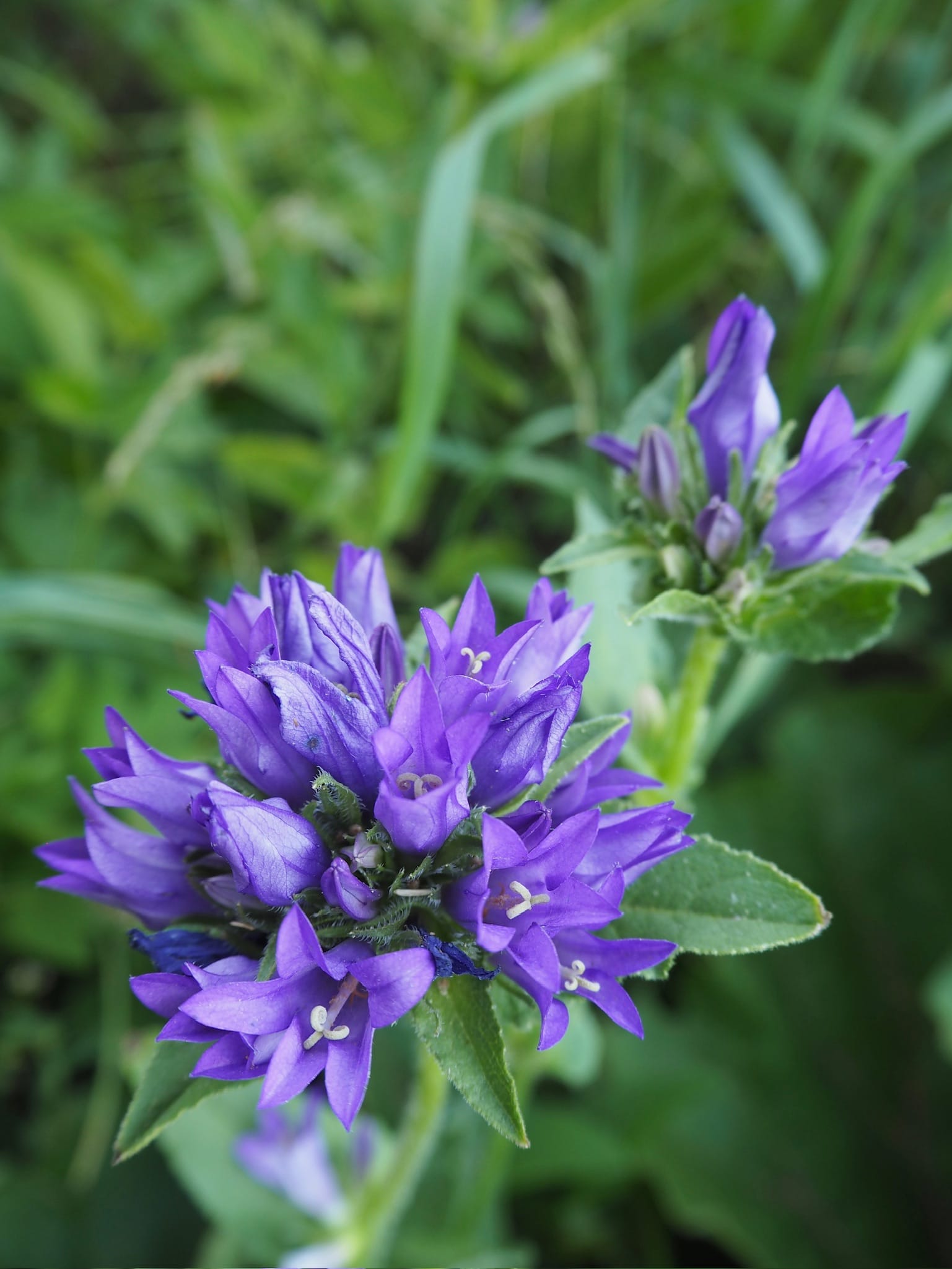 Peurankello (Campanula glomerata)