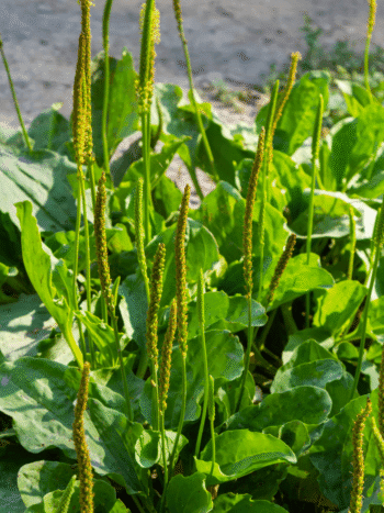 Piharatamo (Plantago major)