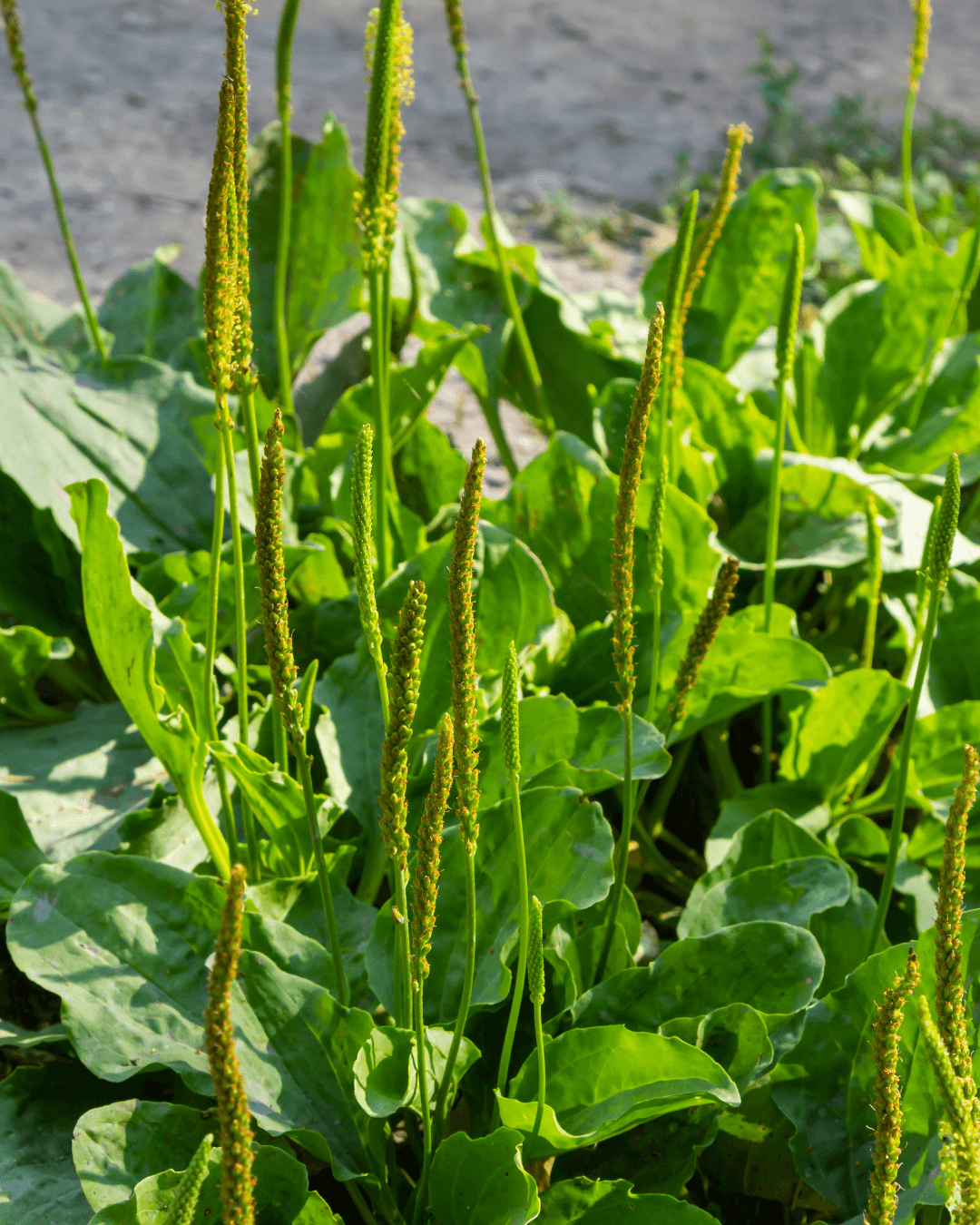 Piharatamo (Plantago major)