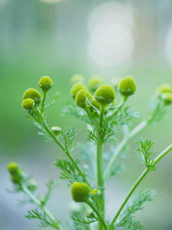 Pihasaunio (Matricaria matricarioides)