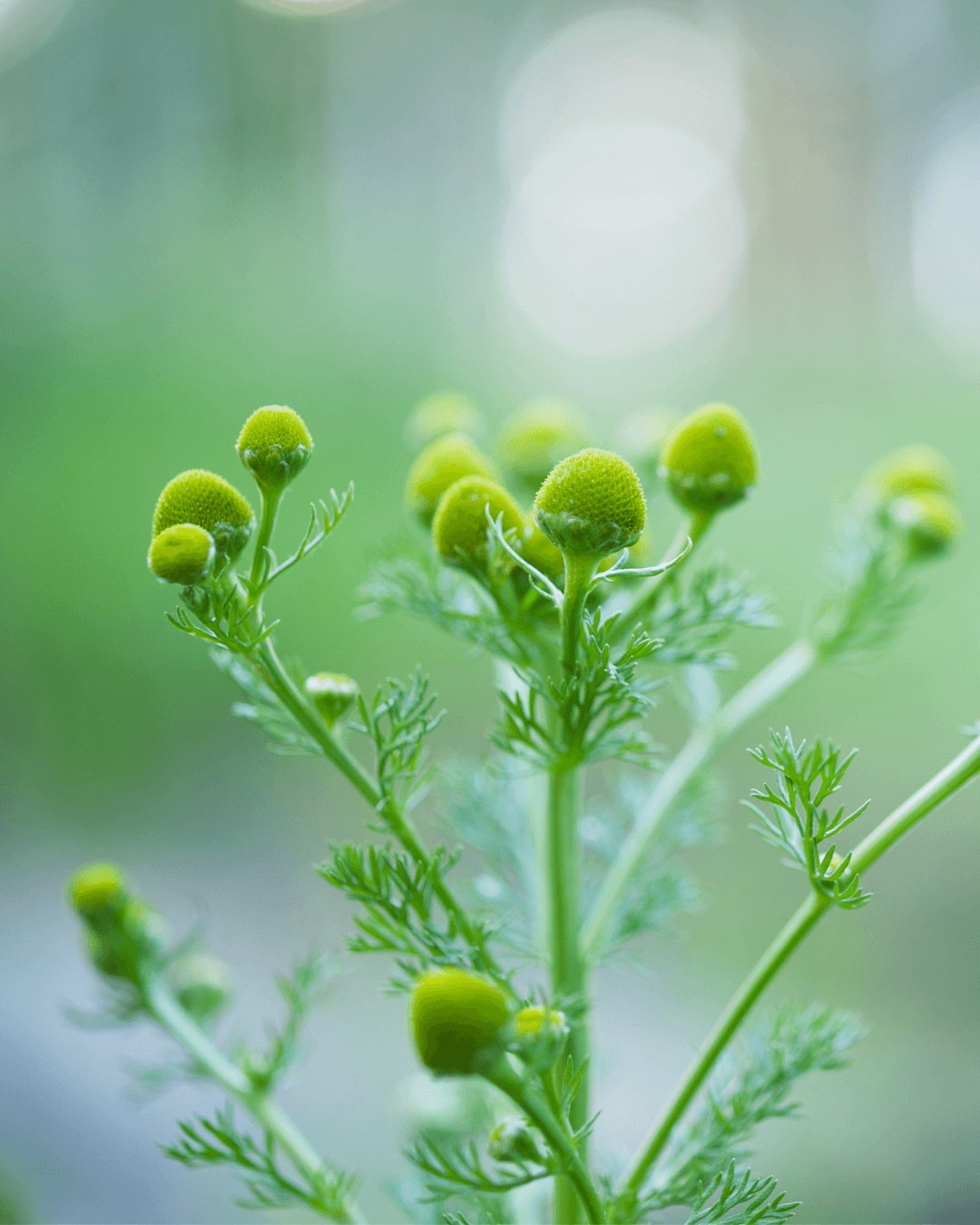 Pihasaunio (Matricaria matricarioides)
