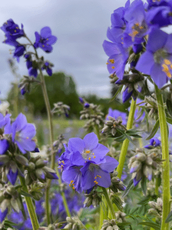 Lehtosinilatva (Polemonium caeruleum)