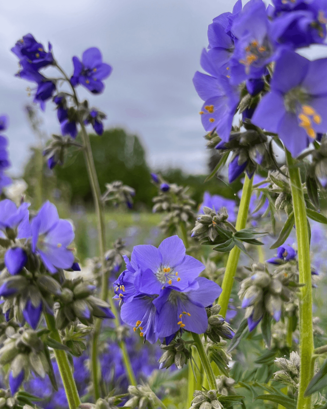 Lehtosinilatva (Polemonium caeruleum)