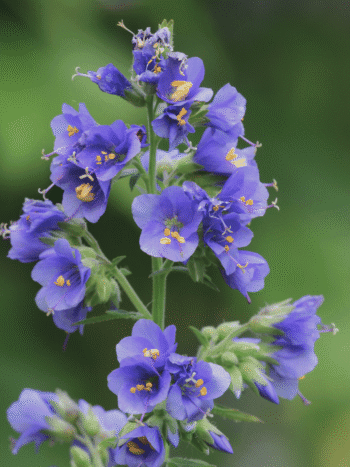 Lehtosinilatva (Polemonium caeruleum) - pottitaimi