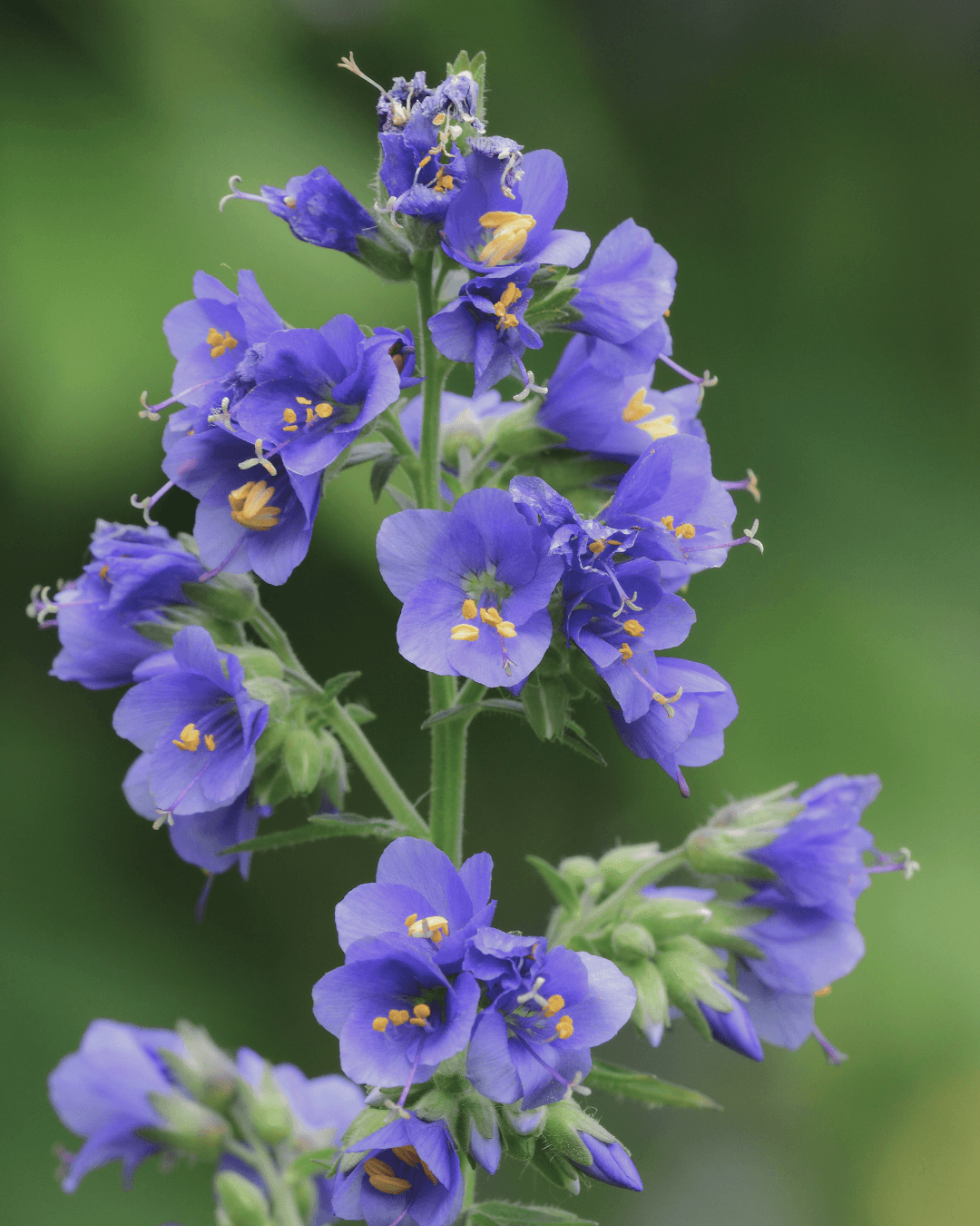 Lehtosinilatva (Polemonium caeruleum) - Image 2