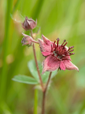 Kurjenjalka (Potentilla palustris)