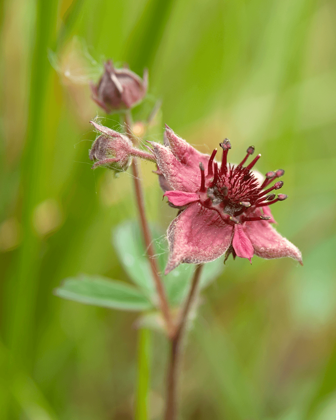 Kurjenjalka (Potentilla palustris) - Image 2