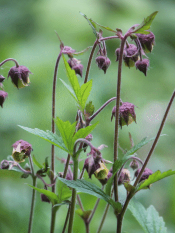 Kurjenjalka (Potentilla palustris)