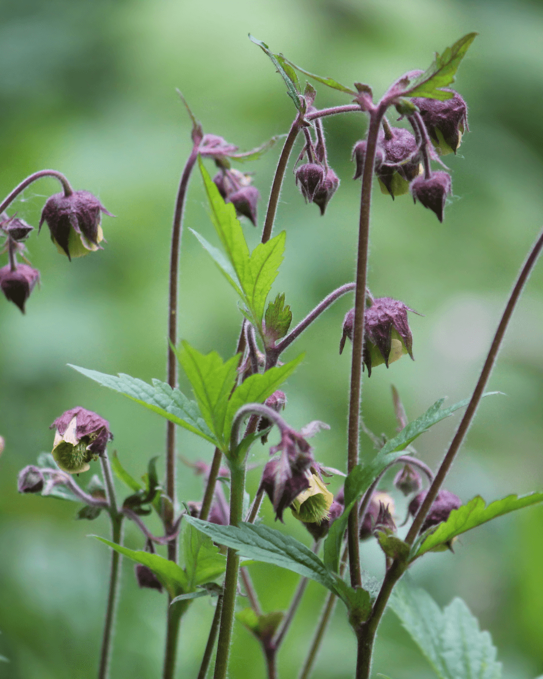 Kurjenjalka (Potentilla palustris)