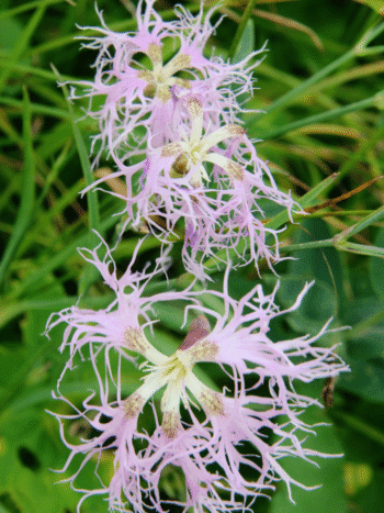 Pulskaneilikka (Dianthus superbus)