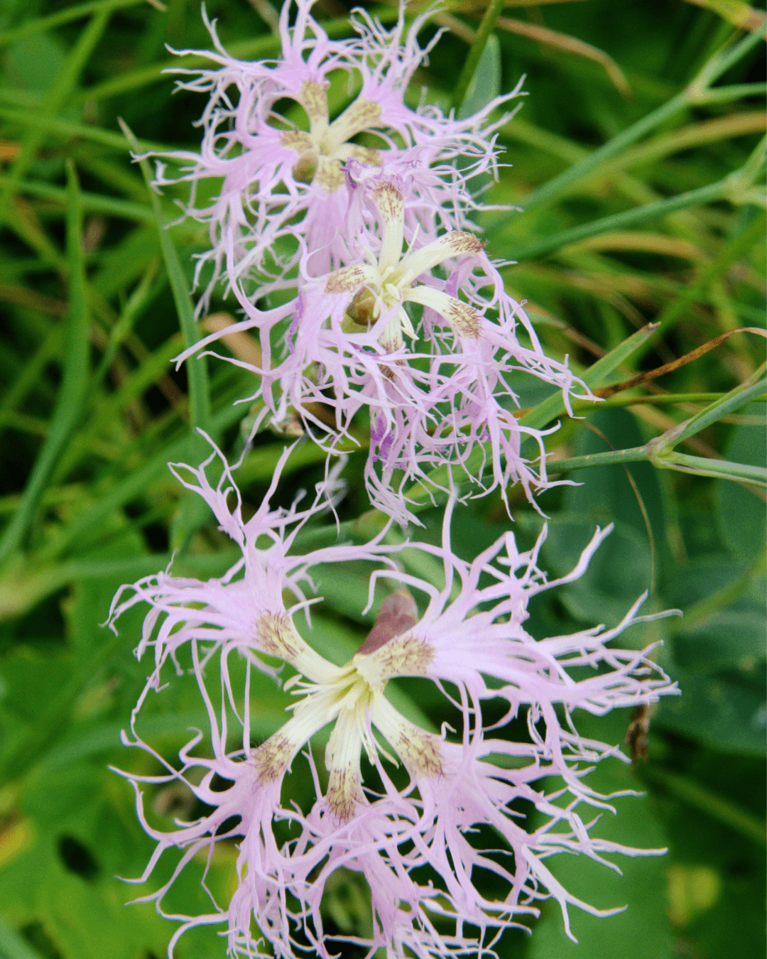 Pulskaneilikka (Dianthus superbus)
