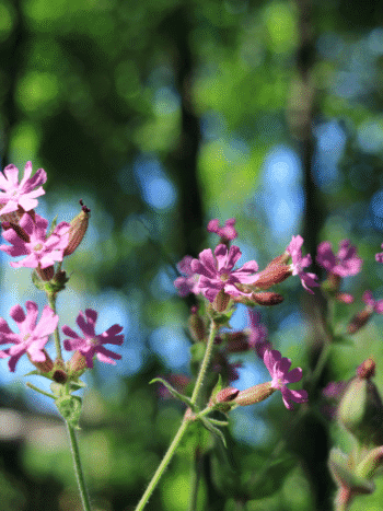 Puna-ailakki (Silene dioica)