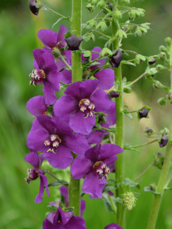 Purppuratulikukka (Verbascum phoeniceum)