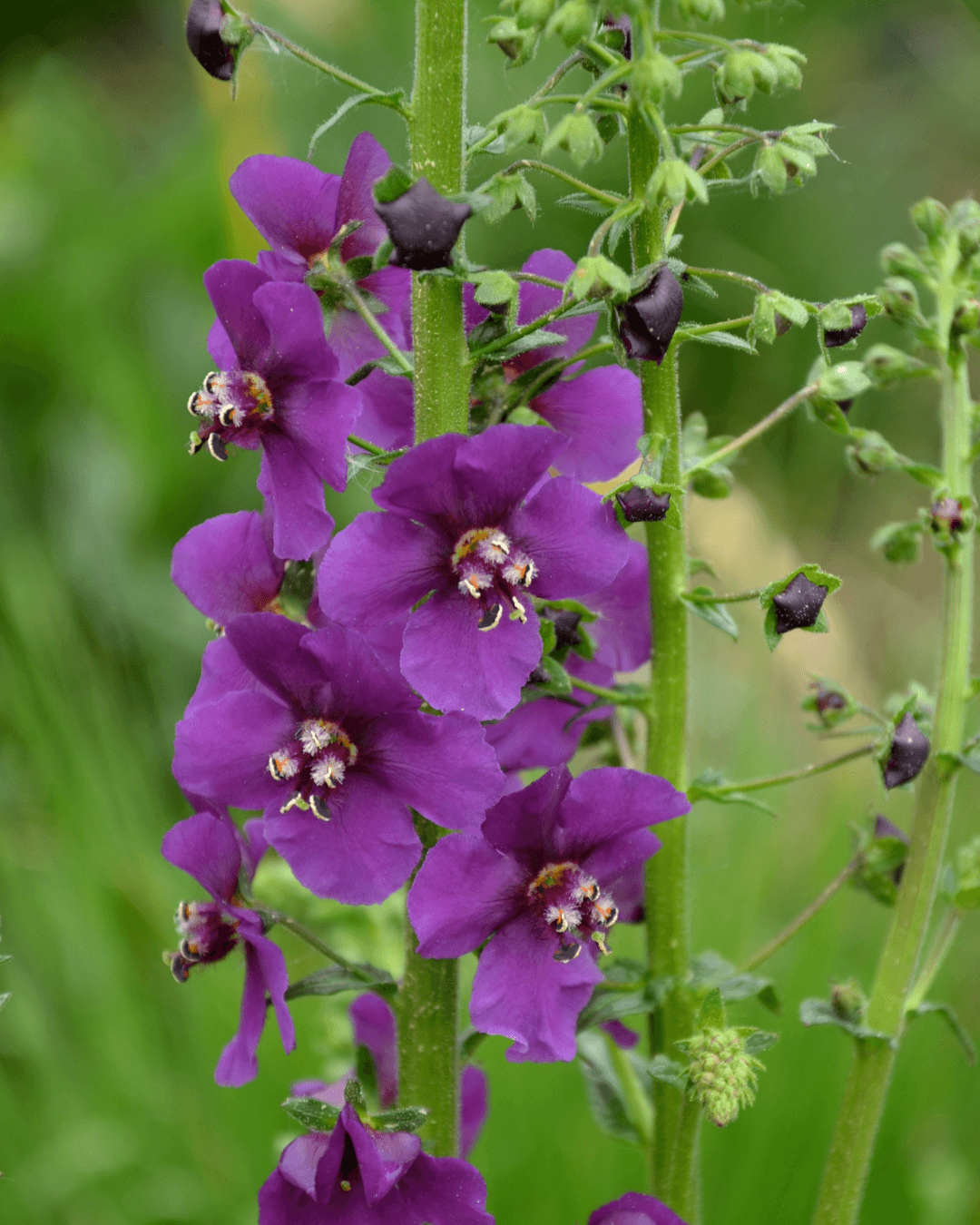 Purppuratulikukka (Verbascum phoeniceum)