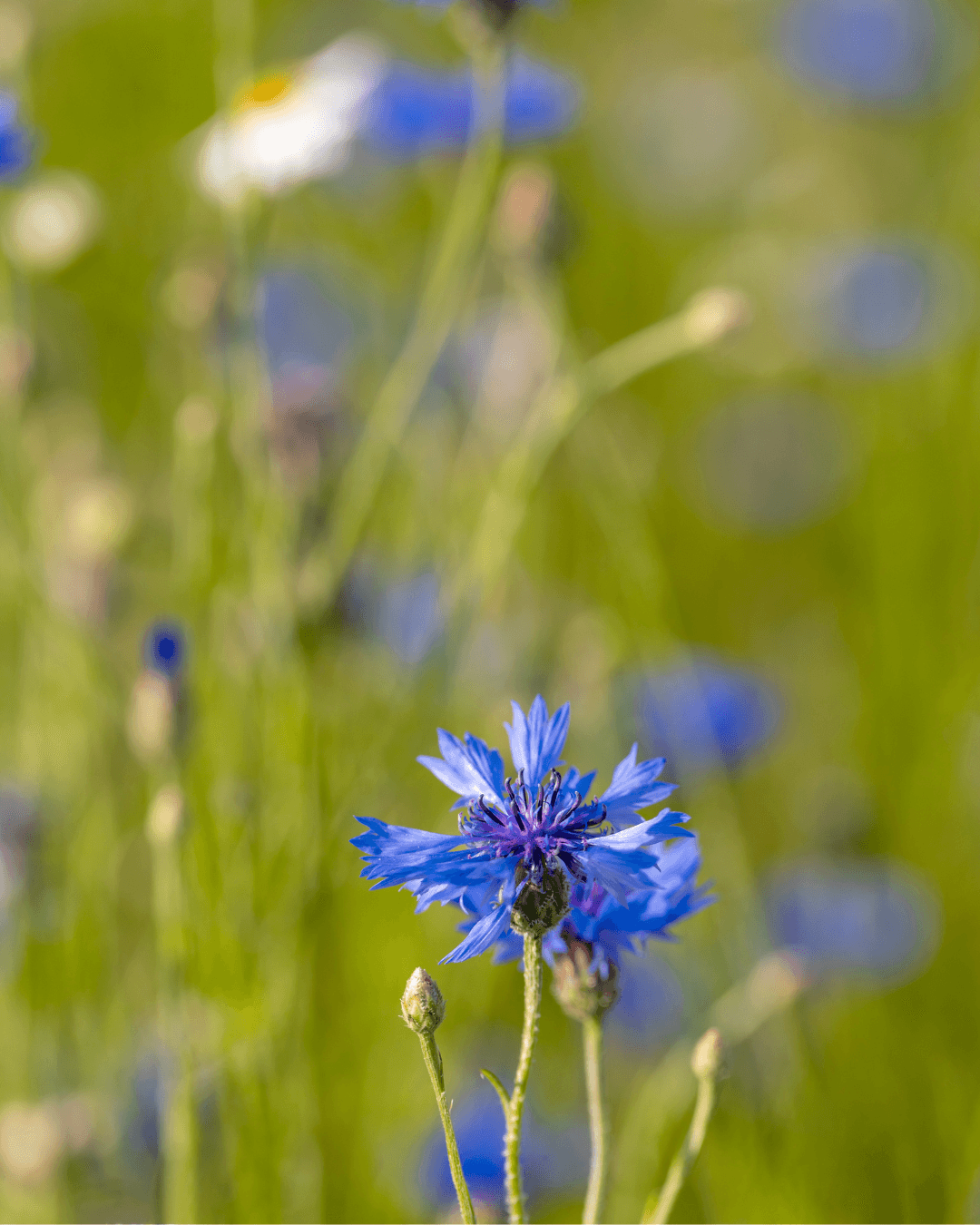 Ruiskaunokki, Centaurea cyanus