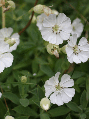 Merikohokki (Silene uniflora)
