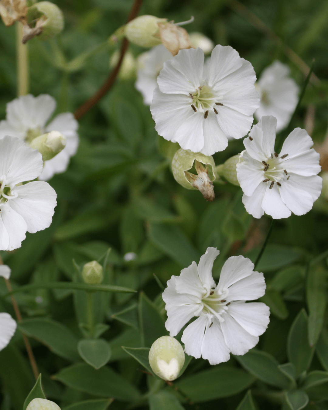Merikohokki (Silene uniflora)