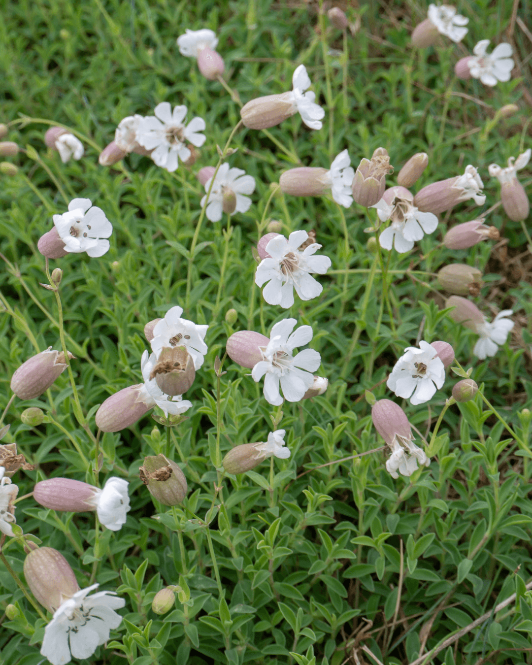 Merikohokki (Silene uniflora) - Image 2