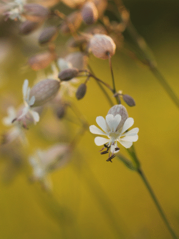 Nurmikohokki (Silene vulgaris)