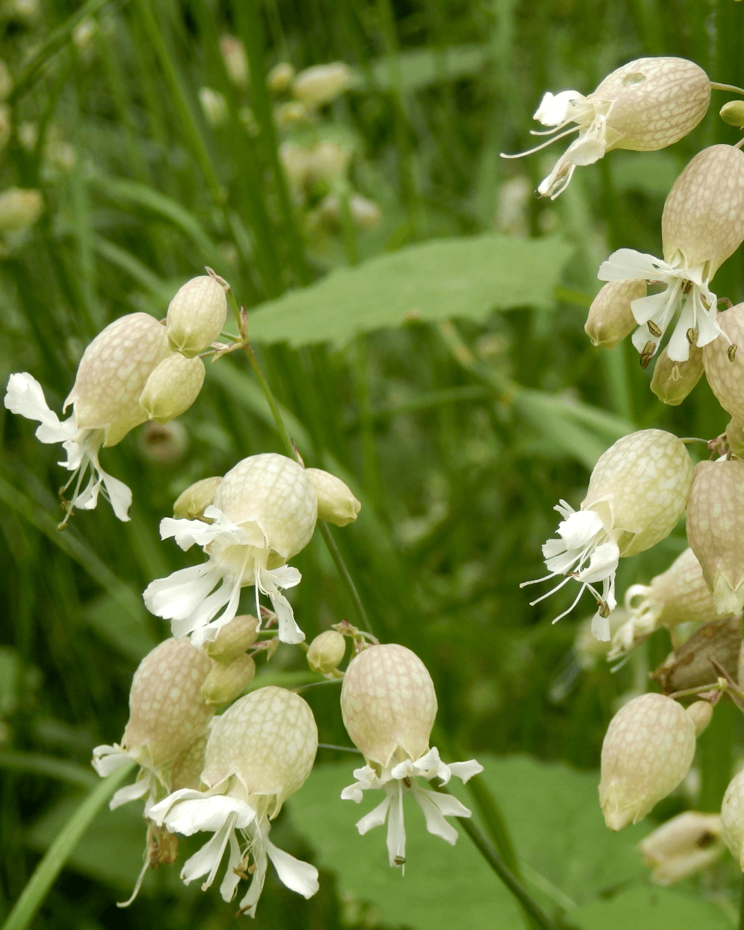 Nurmikohokki (Silene vulgaris) - Image 2