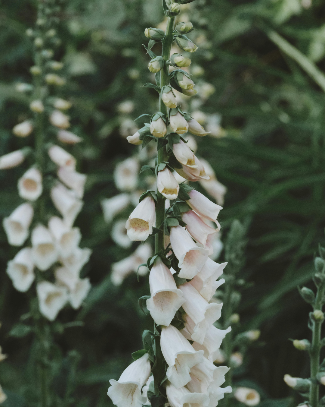 Sormustinkukka (Digitalis purpurea) -  useita värejä - Image 2