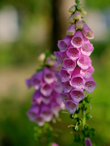 Sormustinkukka (Digitalis purpurea) -  useita värejä