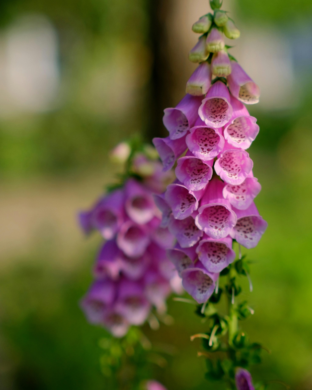 Sormustinkukka (Digitalis purpurea) -  useita värejä