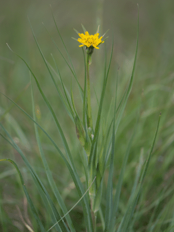 Pukinparta (Tragopogon pratensis)