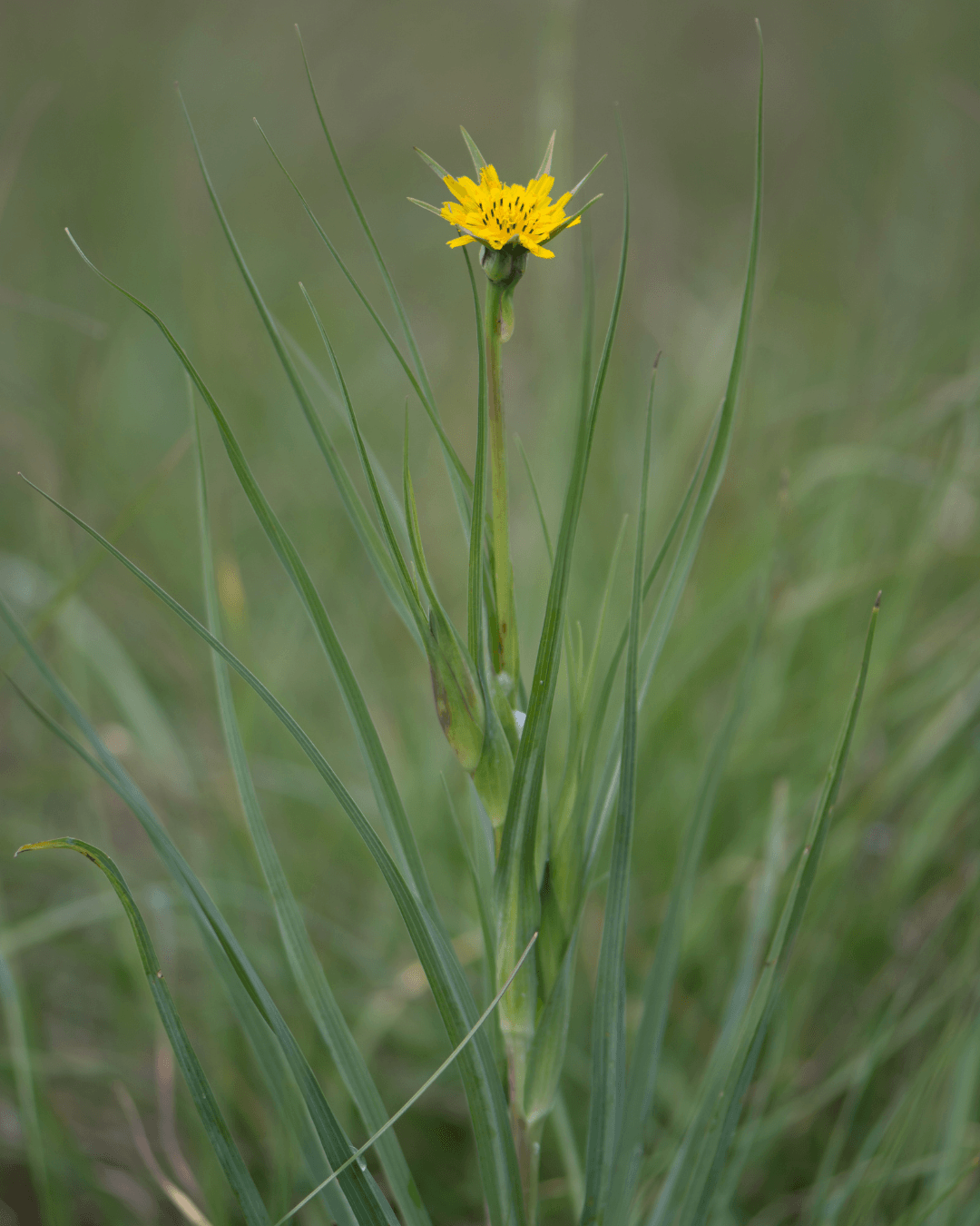 Pukinparta (Tragopogon pratensis)