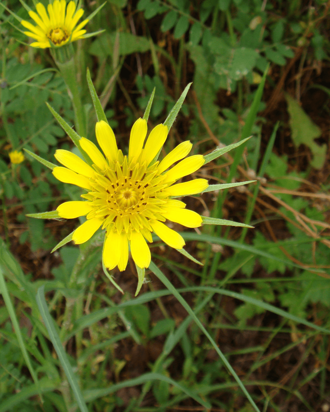 Pukinparta (Tragopogon pratensis) - Image 2
